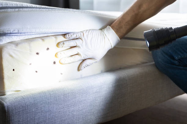 Best Cockroach Control Services  in Forest Heights, MD
